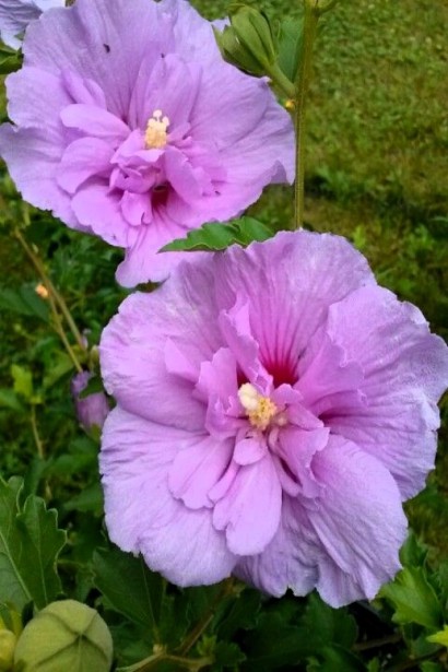 Гібіскус сирійський Лавандовий Шифон | Hibiscus syriacus Lavender Chiffon | Гибискус сирийский Лавандовый Шифон